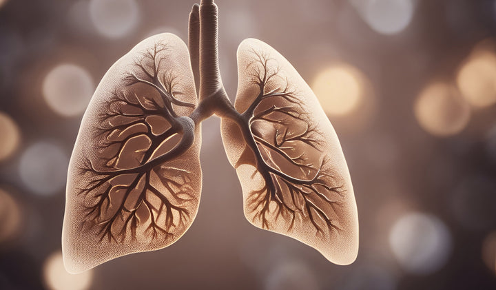 Healthy Lungs Image
