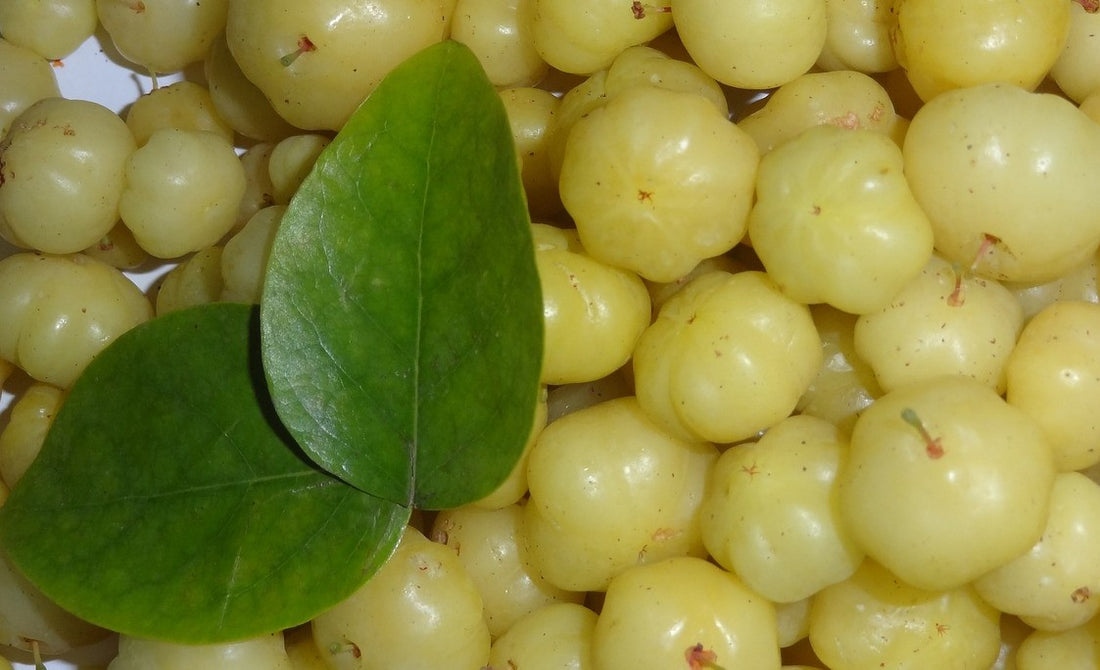 Amla Herb Image 
