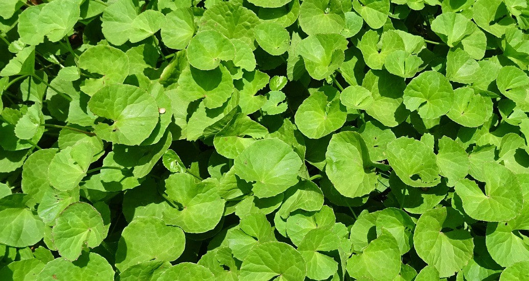 Brahmi Bacopa monnieri smokers brain recovery memory anxiety India — Smotect Azaadi ingredient 2026