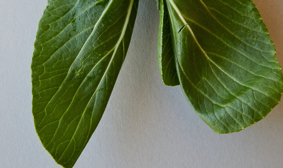 Leaves Iage