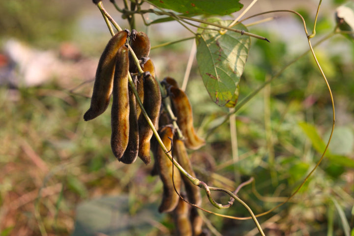 Image Of Kapikacchu