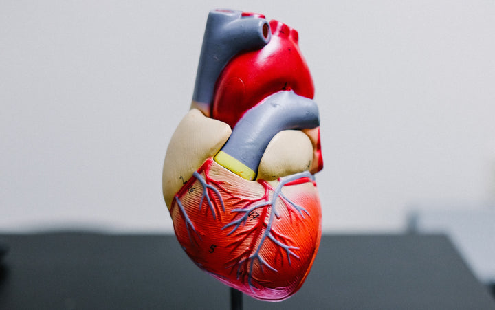 Human Heart Image