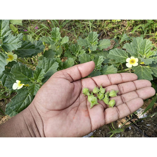 Quit Smoking with These Seeds in Just a Few Days. Find Out How!