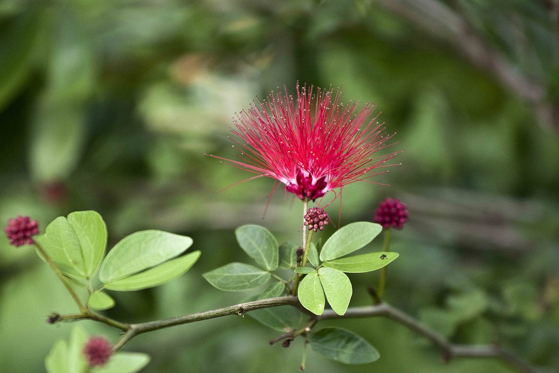 Image Of Shirish Herb