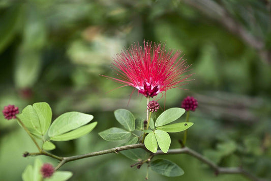 Image Of Shirish Herb