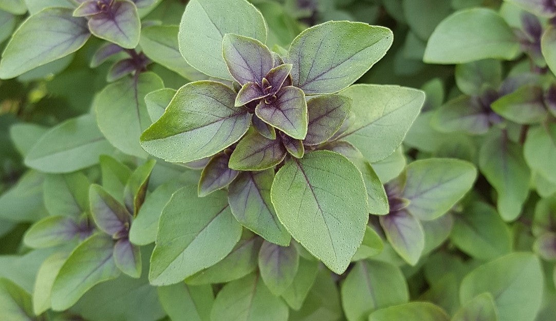 Tulsi Image