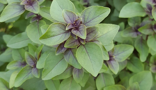 Tulsi Image
