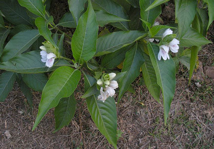 Natural Herb VASA Image