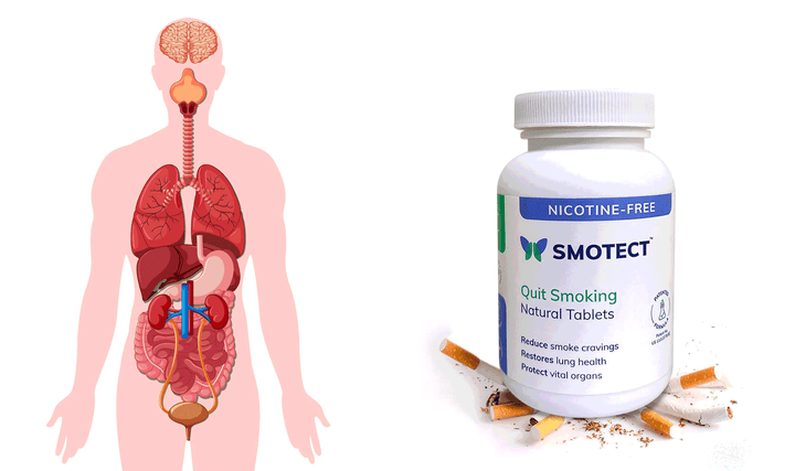 Showing Effects of Smotect On Body