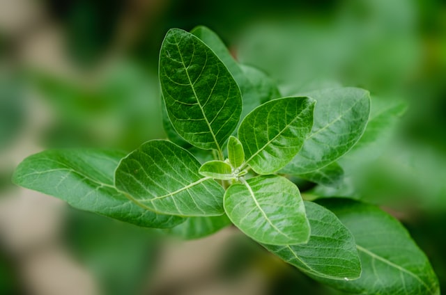 Natural Leaves