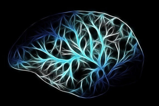 Brain Neurons 