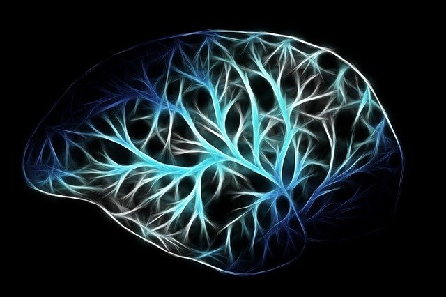 Brain Neurons 