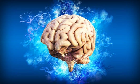 Demonstration Of a Human Brain 
